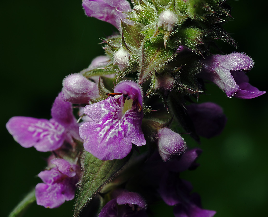 Изображение особи Stachys palustris.