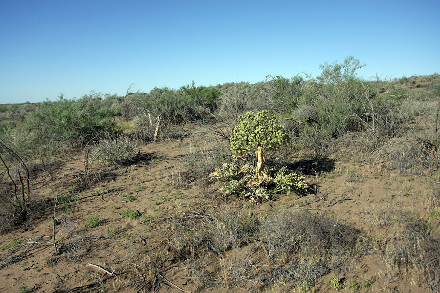 Image of Ferula foetida specimen.