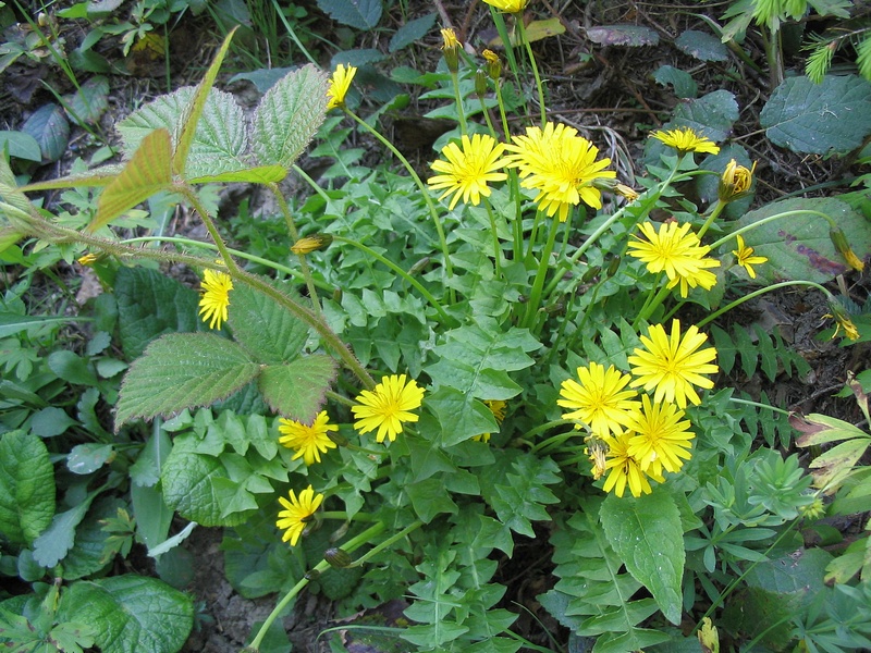 Изображение особи Aposeris foetida.