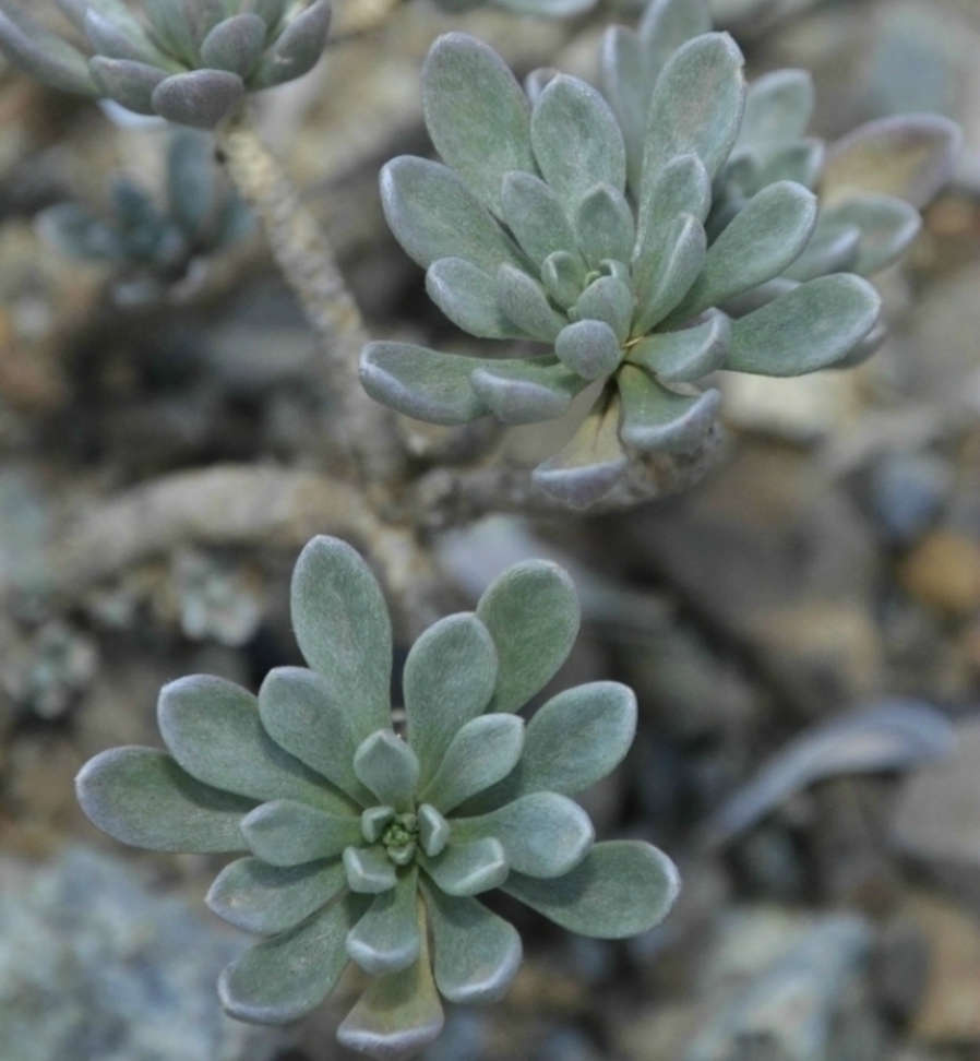 Image of genus Alyssum specimen.