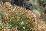 Dianthus arenarius