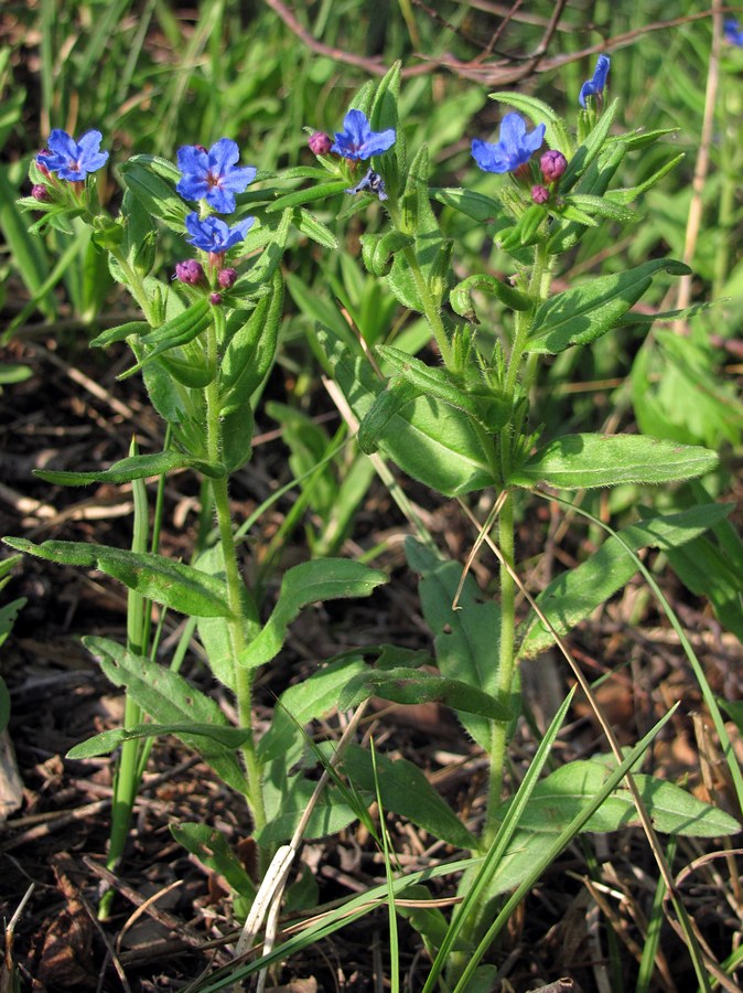 Image of Aegonychon purpureocaeruleum specimen.