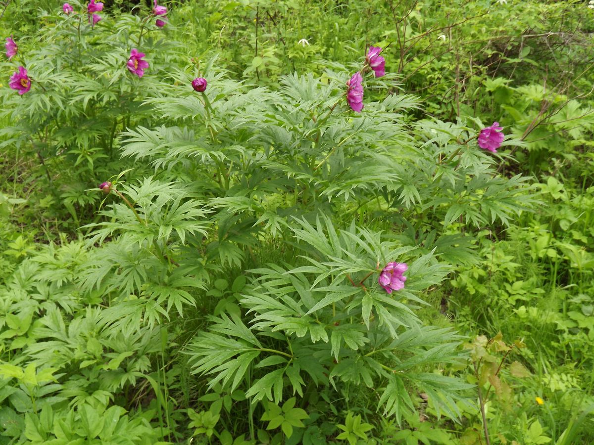 Image of Paeonia anomala specimen.