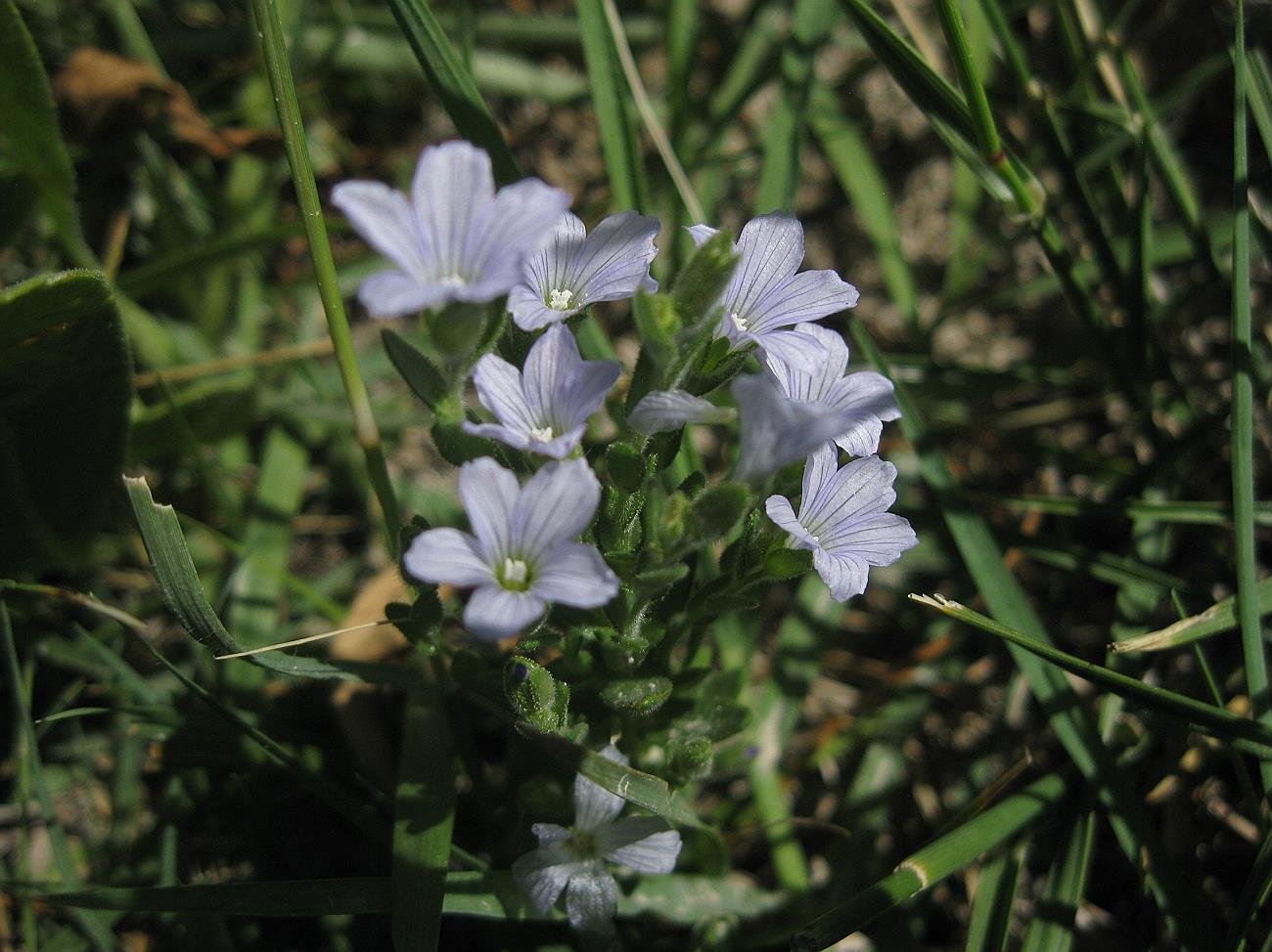 Image of Linum barsegjanii specimen.