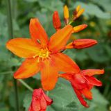Crocosmia &times; crocosmiiflora