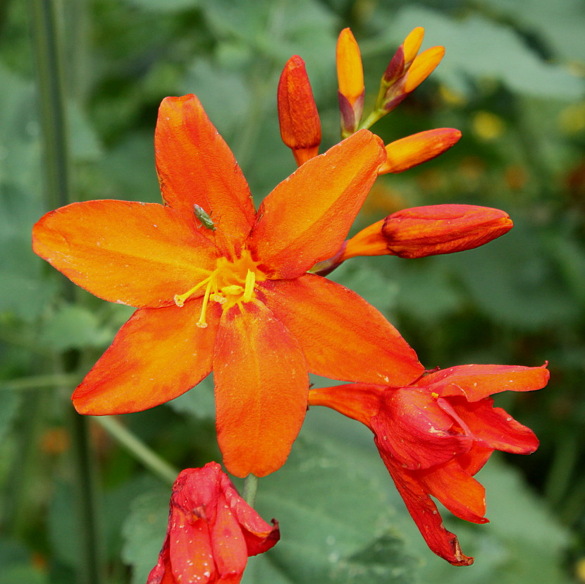 Image of Crocosmia × crocosmiiflora specimen.