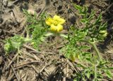Citrullus lanatus ssp. vulgaris