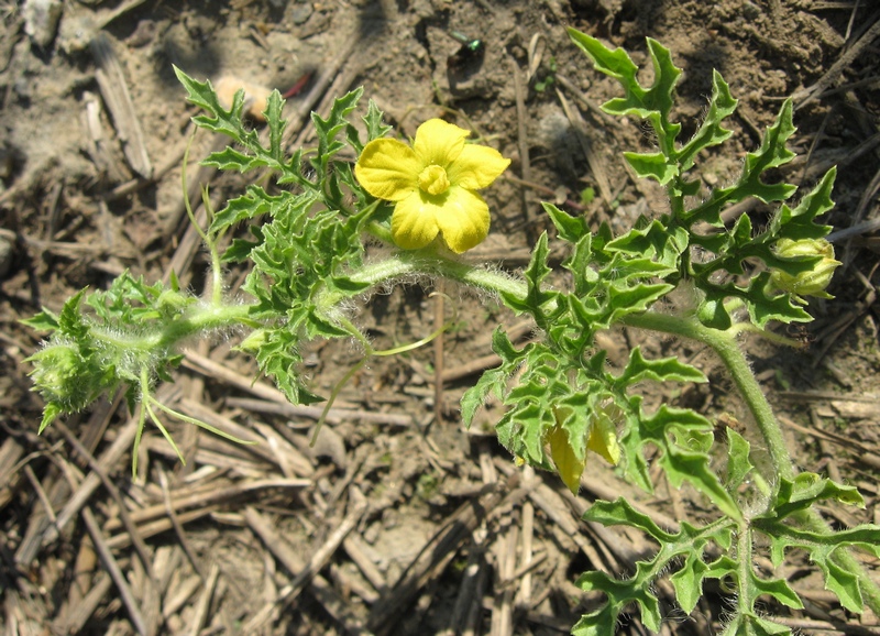 Изображение особи Citrullus lanatus ssp. vulgaris.