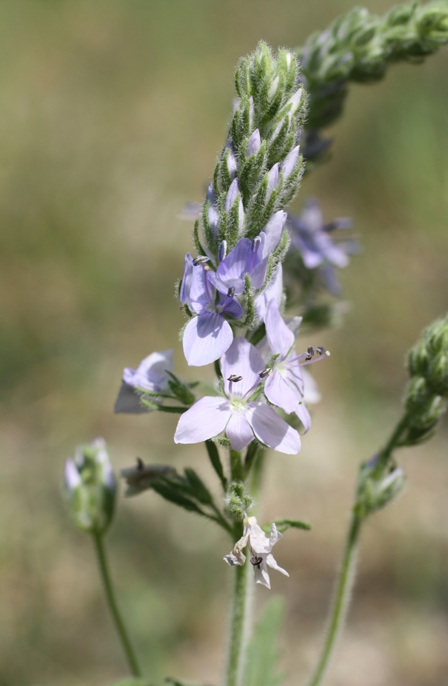 Image of Veronica prostrata specimen.