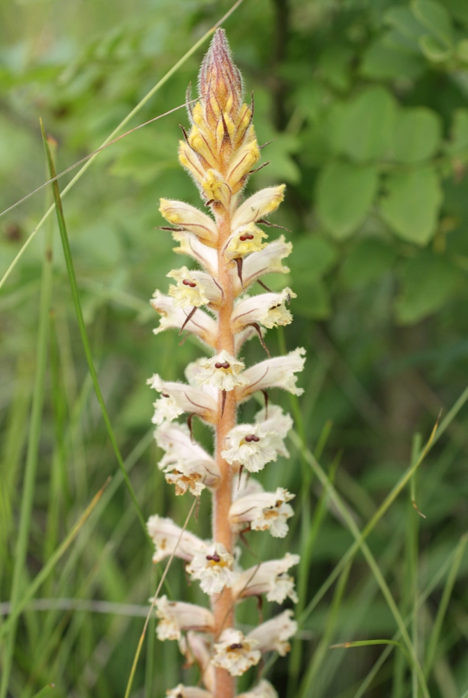 Image of genus Orobanche specimen.