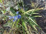 Gentiana decumbens