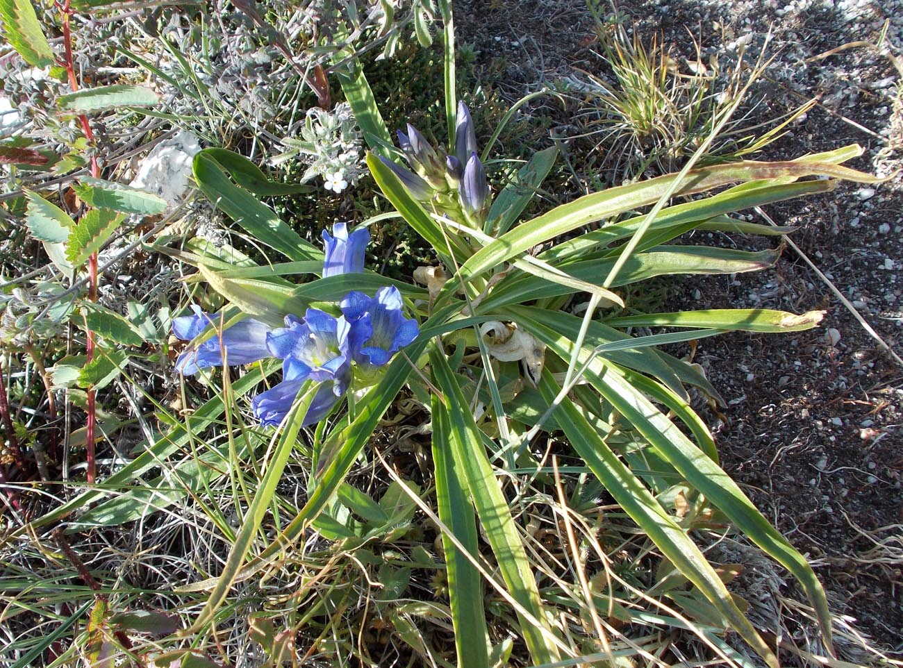 Изображение особи Gentiana decumbens.