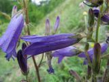 Campanula sibirica. Цветок. Пермский край, Кунгурский р-н, окр. с. Филипповка, северная часть Кунгурской лесостепи, гора Ледяная, южный склон. 14.06.2013.