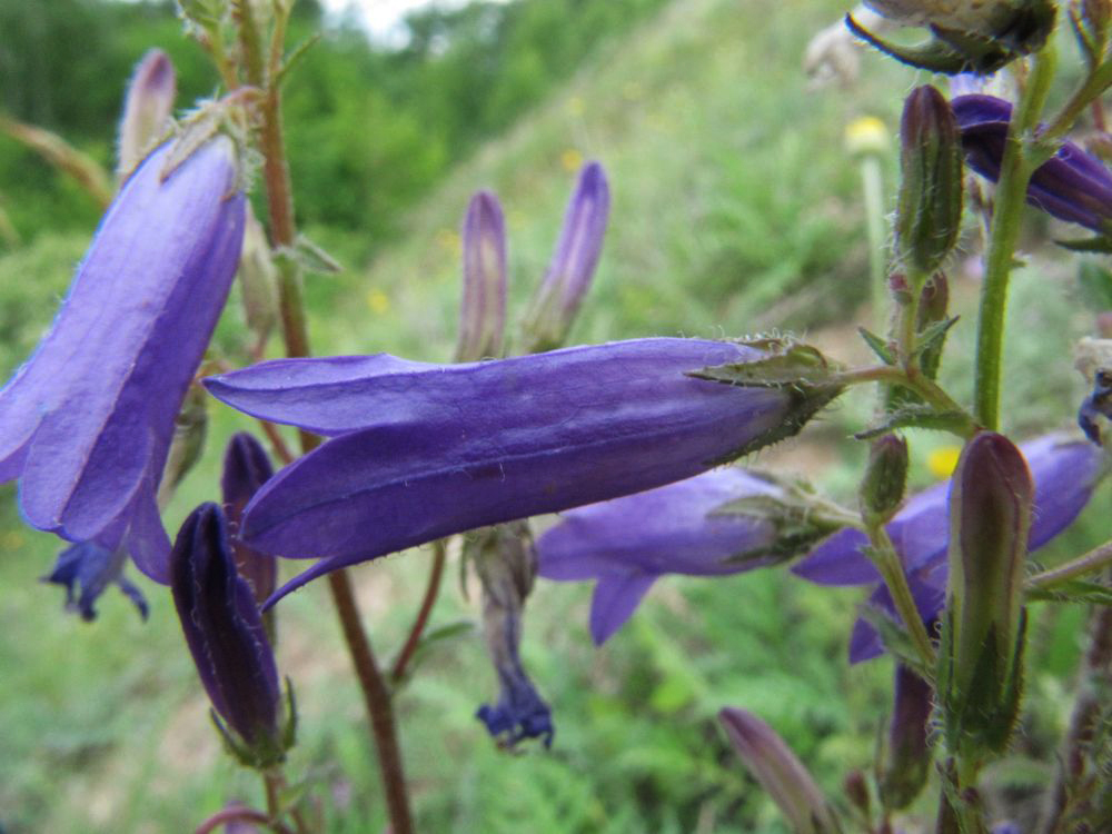 Image of Campanula sibirica specimen.