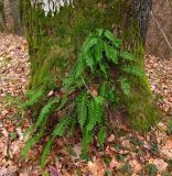 Polypodium vulgare. Растения на замшелом комле дерева. Беларусь, г. Гродно, лесомассив Пышки. 22.03.2014.