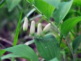 Polygonatum glaberrimum. Часть побега с цветками. Нагорный Карабах, Мартакертский р-н, окр. с. Колатак, опушка широколиственного леса. 10.05.2013.