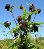 Clematis fusca. Верхушка цветущего растения. Хабаровский край, Ванинский р-н, окр. пос. Высокогорный. 27.06.2013.