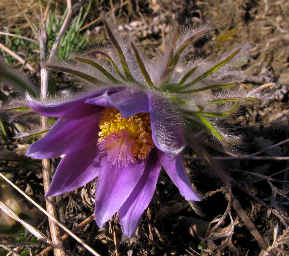 Изображение особи Pulsatilla turczaninovii.