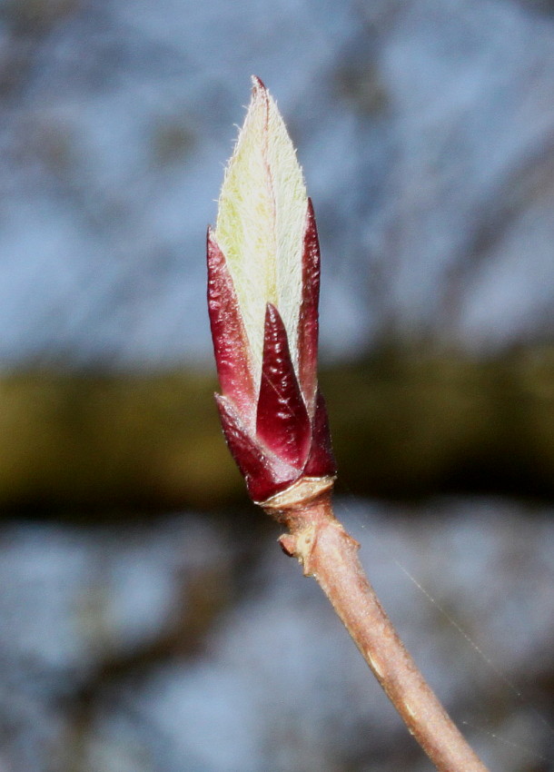 Image of Hydrangea heteromalla specimen.