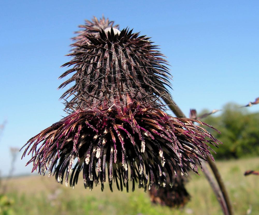 Image of Synurus deltoides specimen.