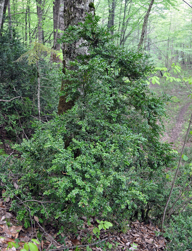 Image of Buxus colchica specimen.