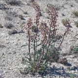 Matthiola tatarica