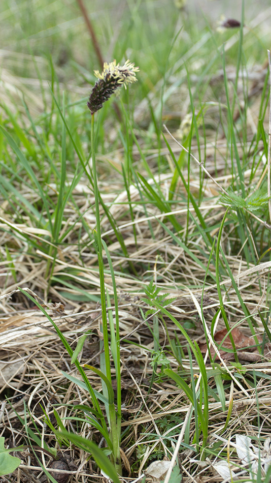 Image of Sesleria heufleriana specimen.