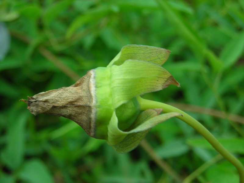 Изображение особи Codonopsis clematidea.