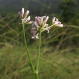 genus Asperula. Верхушка побега с соцветиями. Краснодарский край, Абинский р-н, хр. Грузинка, склон горы Грузинка. 05.06.2014.