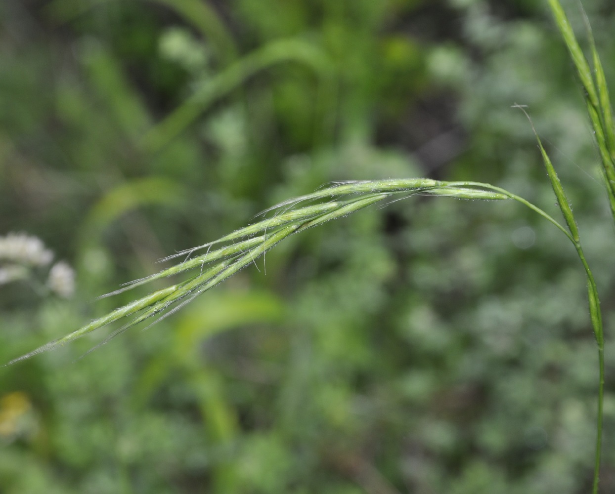 Image of Brachypodium sylvaticum specimen.