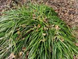 genus Carex