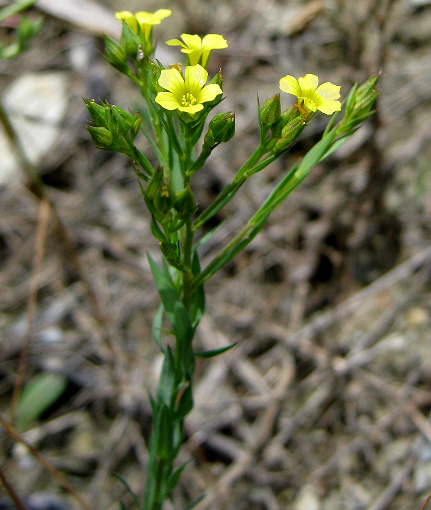 Изображение особи Linum corymbulosum.