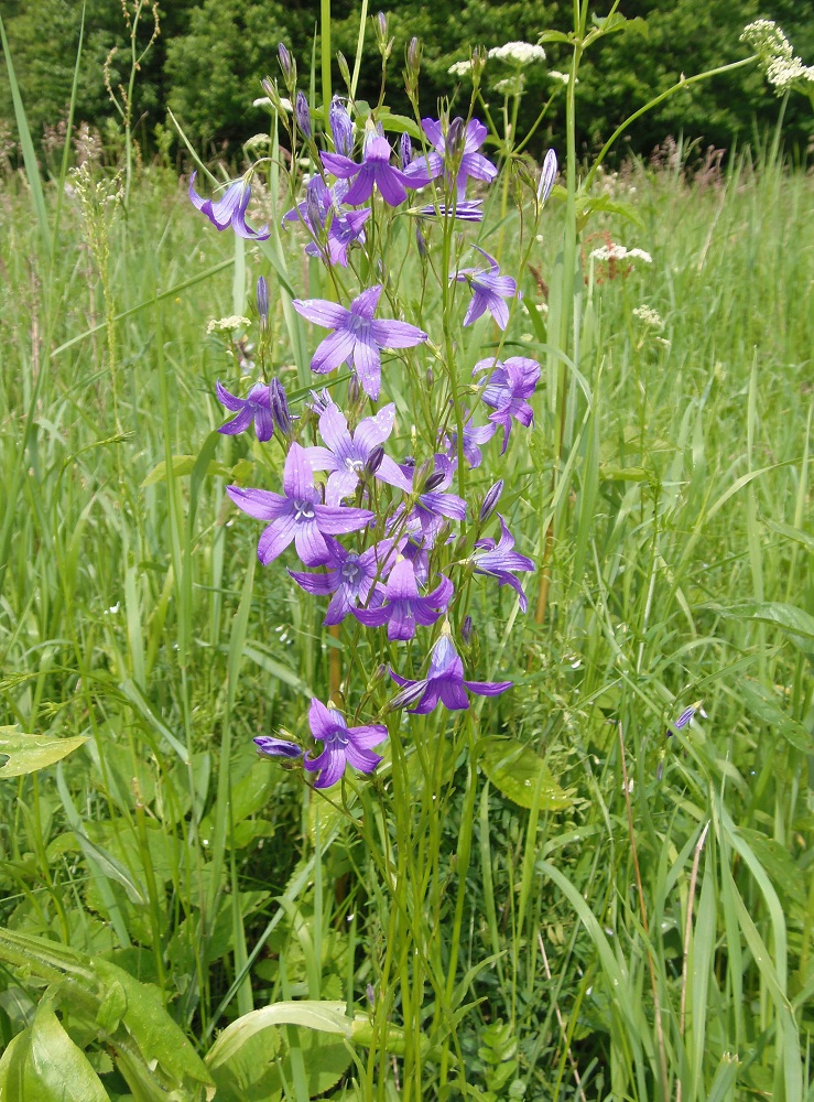 Изображение особи Campanula patula.