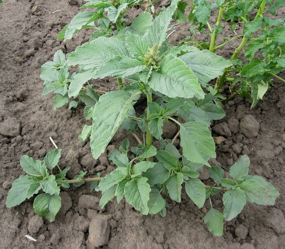 Image of Amaranthus retroflexus specimen.