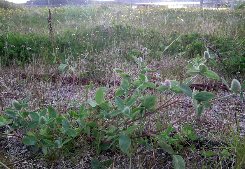 Изображение особи Trifolium pratense.