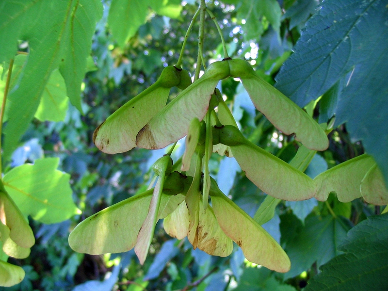 Изображение особи Acer pseudoplatanus.