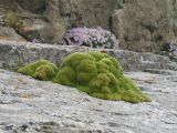 Thylacospermum caespitosum. Вегетирующее растение. Казахстан, Заилийский Алатау в окр. Алматы, р-н Космостанции, 3400 м н.у.м. 23 июня 2011 г.