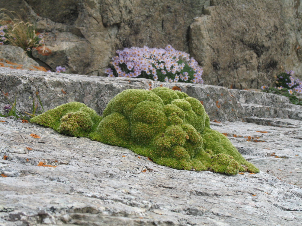 Изображение особи Thylacospermum caespitosum.