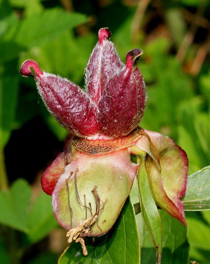 Image of Paeonia lactiflora specimen.