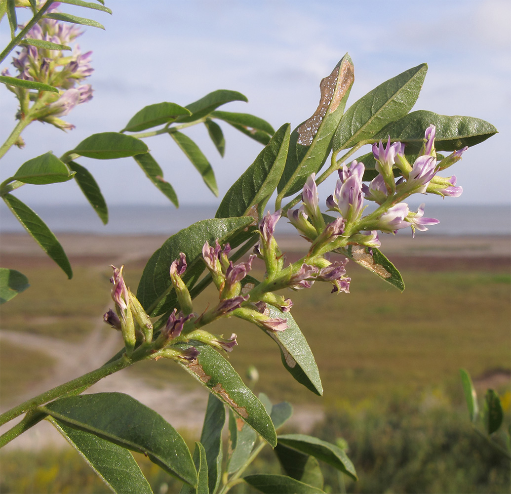 Изображение особи Glycyrrhiza glabra.