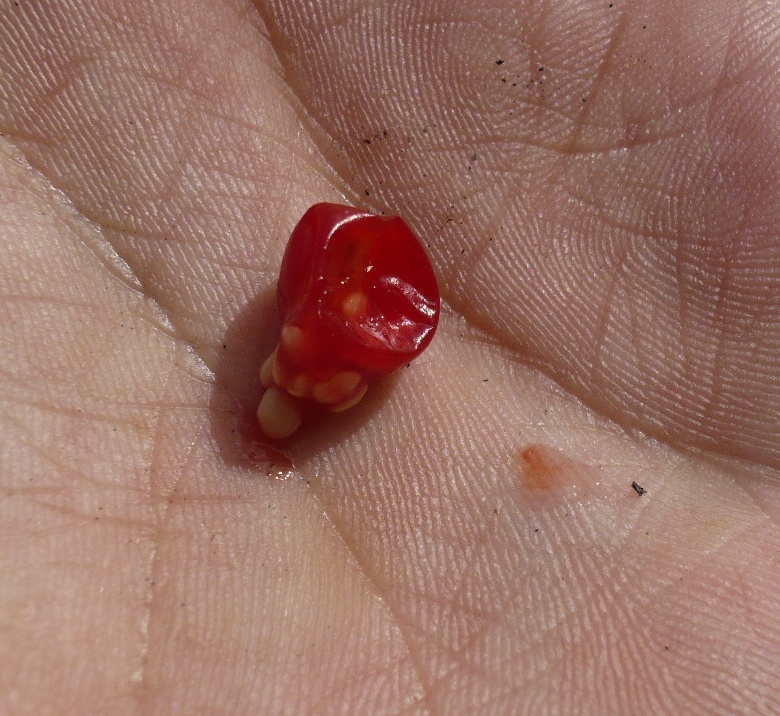 Image of Solanum kitagawae specimen.