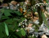 Persicaria maculosa