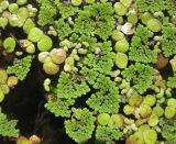 Azolla caroliniana