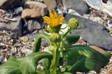 Senecio pseudoarnica