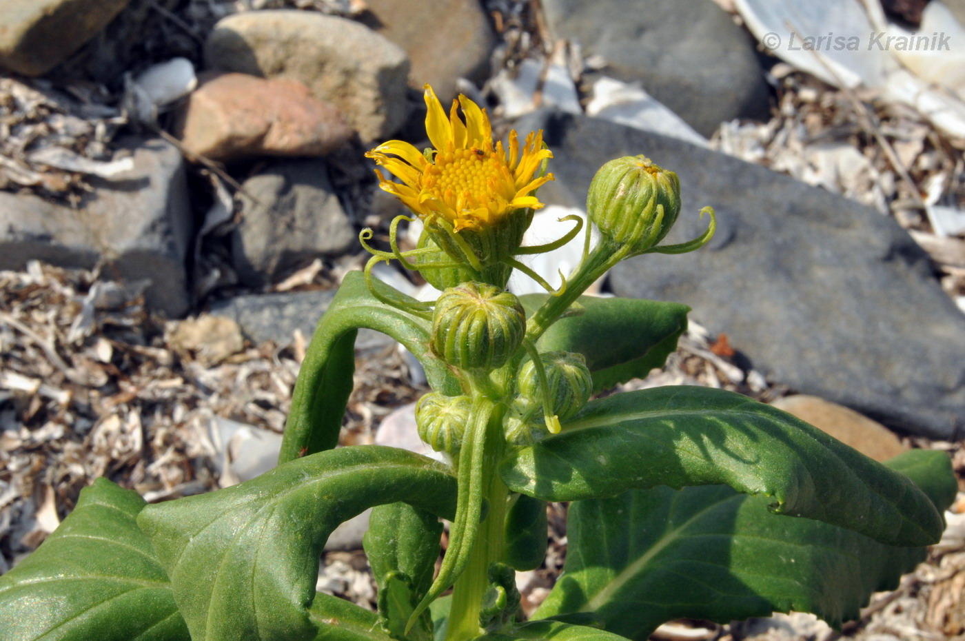 Изображение особи Senecio pseudoarnica.