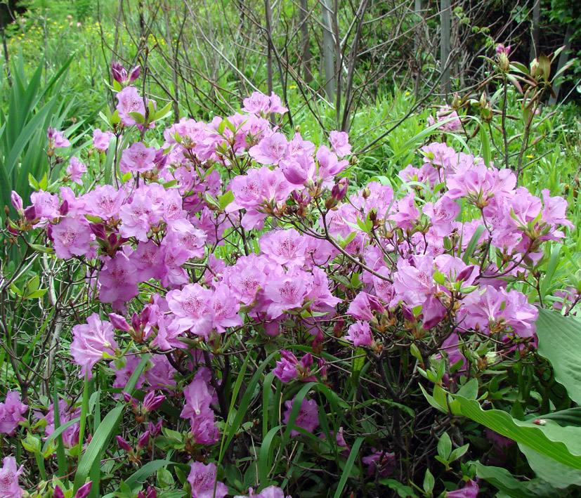 Image of genus Rhododendron specimen.