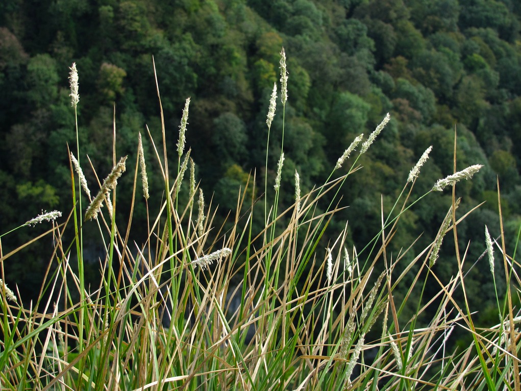 Изображение особи Sesleria alba.