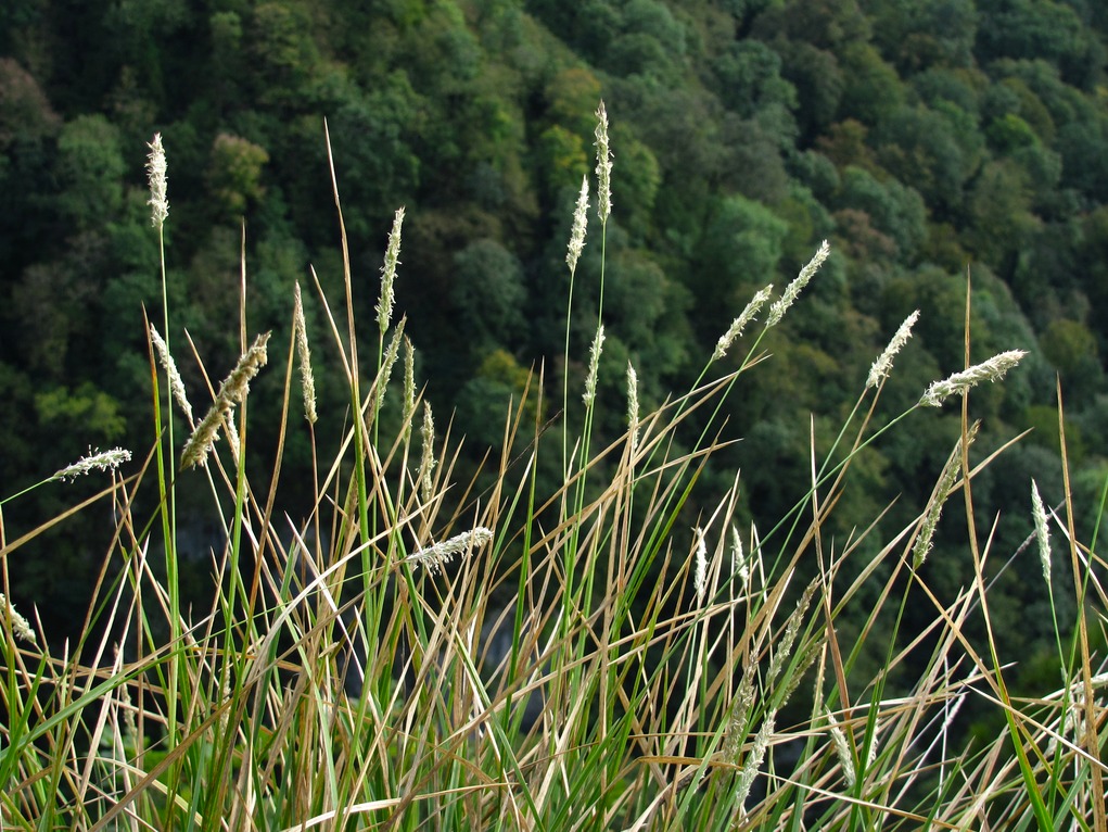 Image of Sesleria alba specimen.