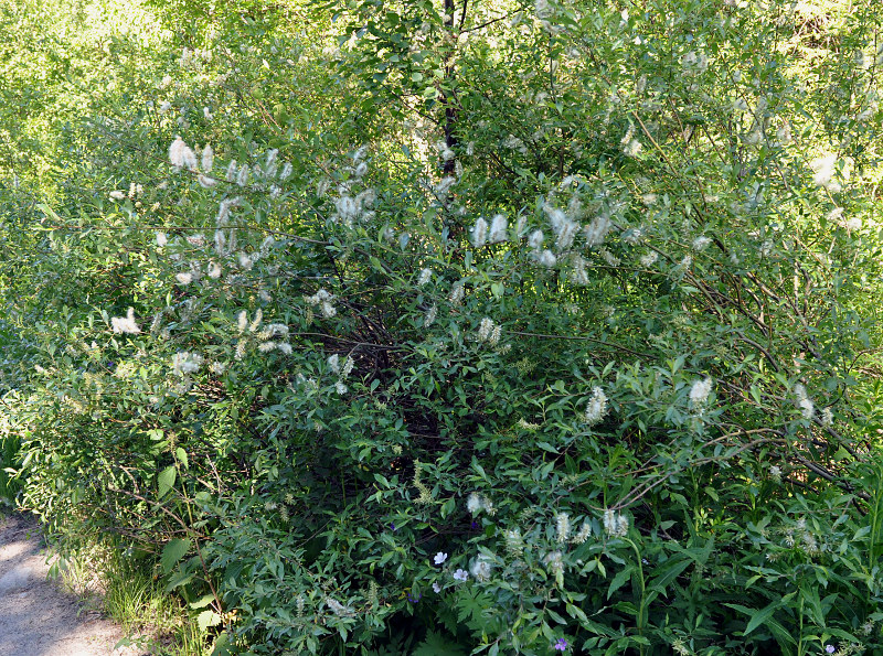 Изображение особи Salix phylicifolia.