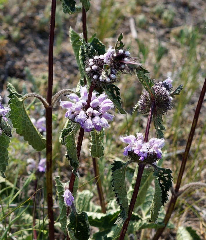 Изображение особи Phlomoides tuberosa.